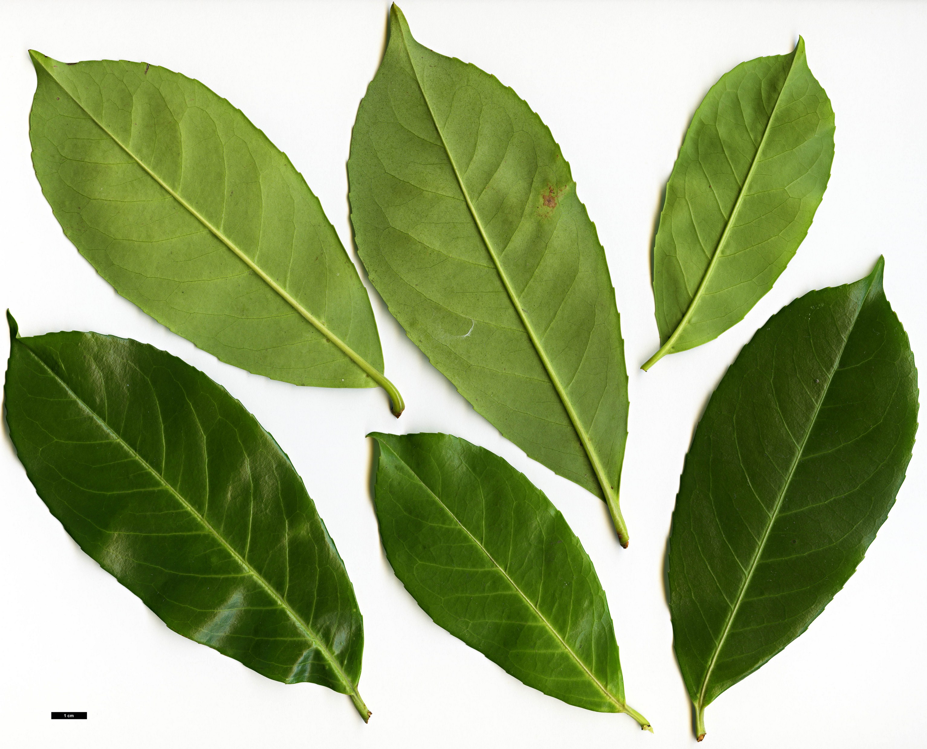 High resolution image: Family: Rosaceae - Genus: Prunus - Taxon: laurocerasus